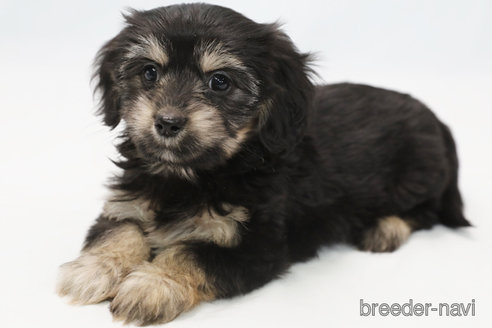 成約済の神奈川県のマルックス:マルチーズ×ミニチュアダックスフンド-343709の1枚目